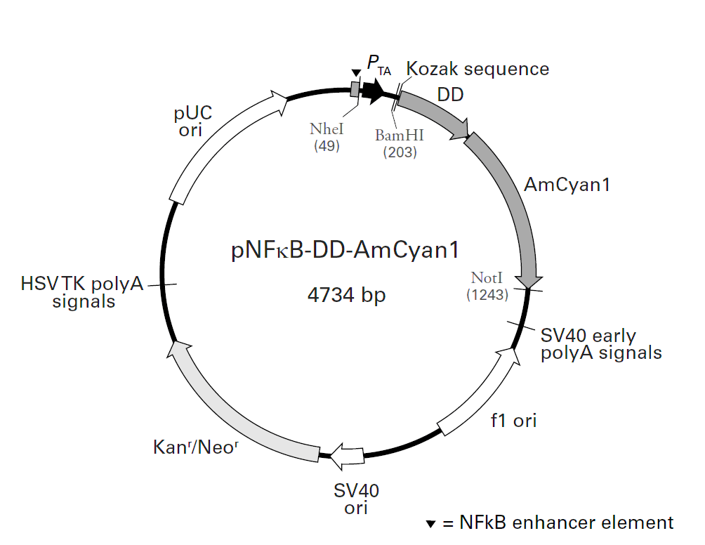 pNFkB-DD-AmCyan1载体图谱